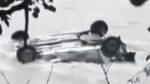 Tragic Road Mishap in Shimla’s Rohru Car Plunges into Pabbar River, 3 Dead, 1 Injured